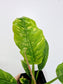 Philodendron 'Ring of Fire' 4"
