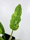 Philodendron 'Ring of Fire' 4"