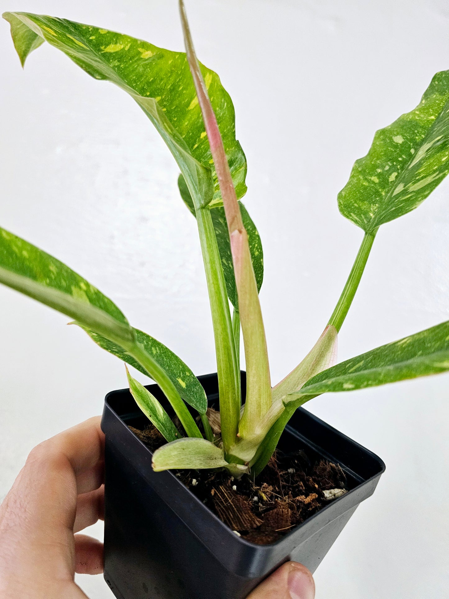 Philodendron Ring of Fire 4"