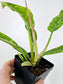 Philodendron 'Ring of Fire' 4"