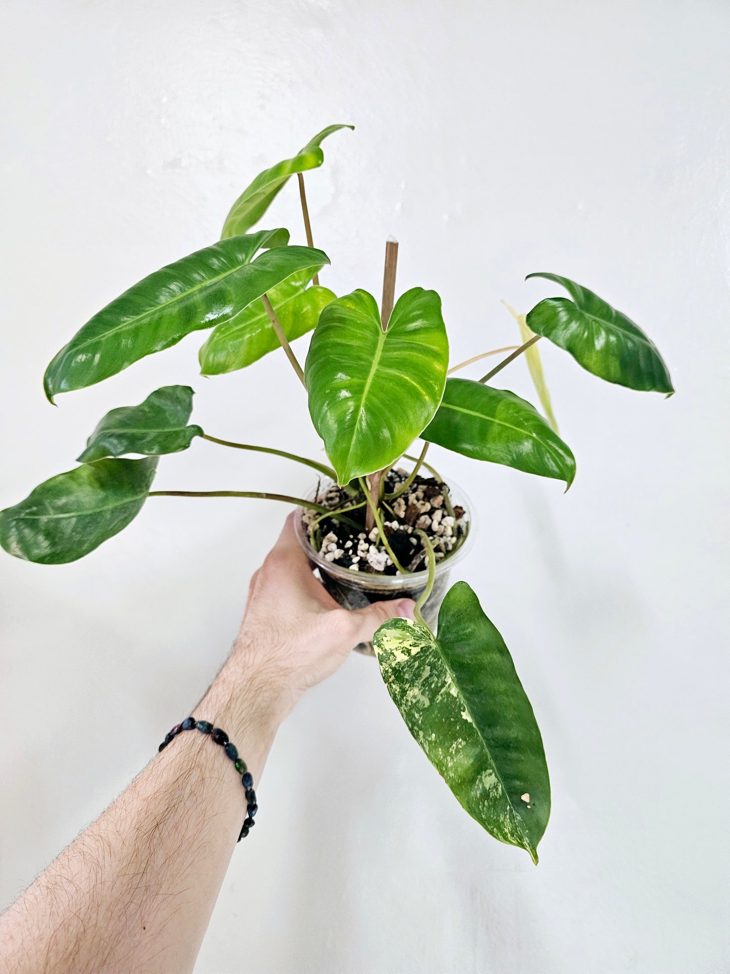 Philodendron Burle Marx Variegated 5"