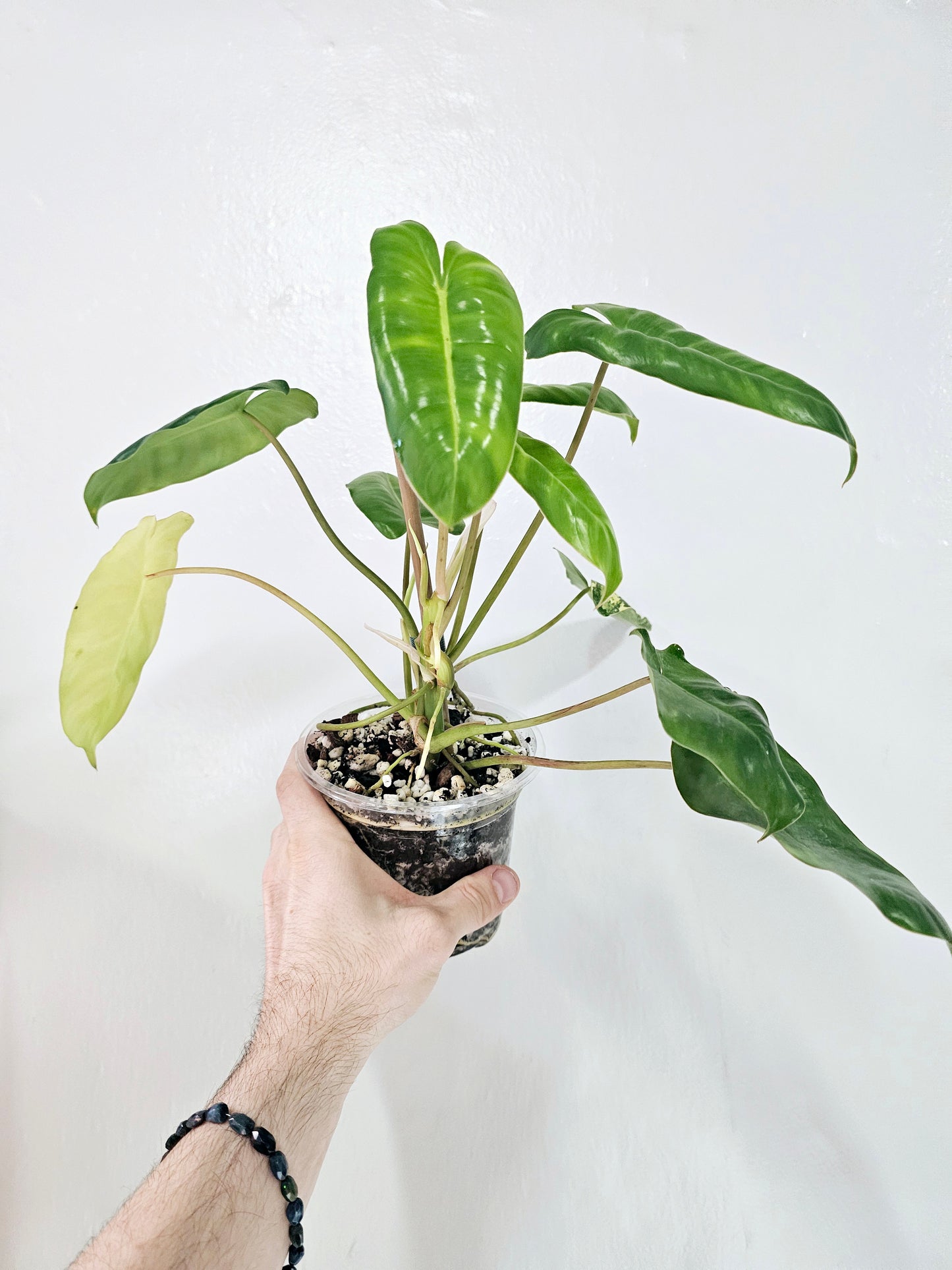 Philodendron Burle Marx Variegated 5"