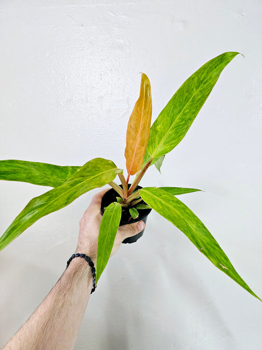 Philodendron Orange Marmalade 4"