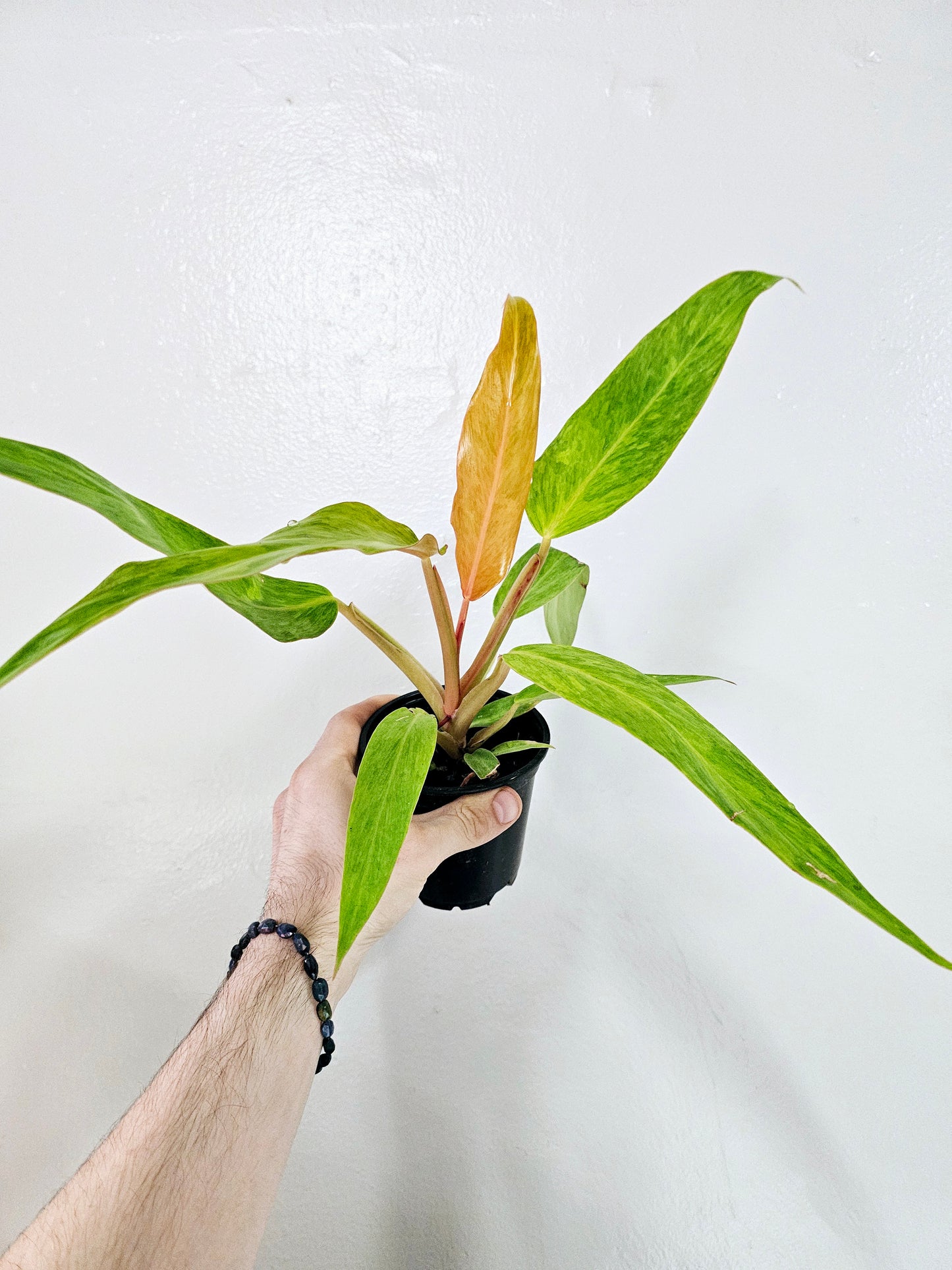 Philodendron Orange Marmalade 4"