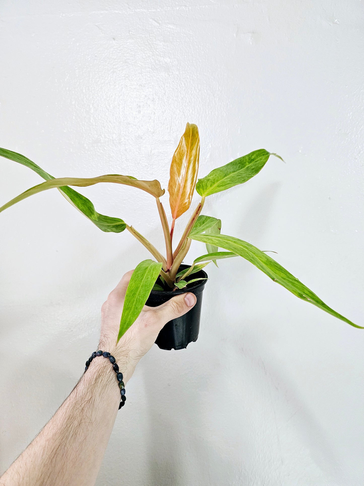 Philodendron Orange Marmalade 4"