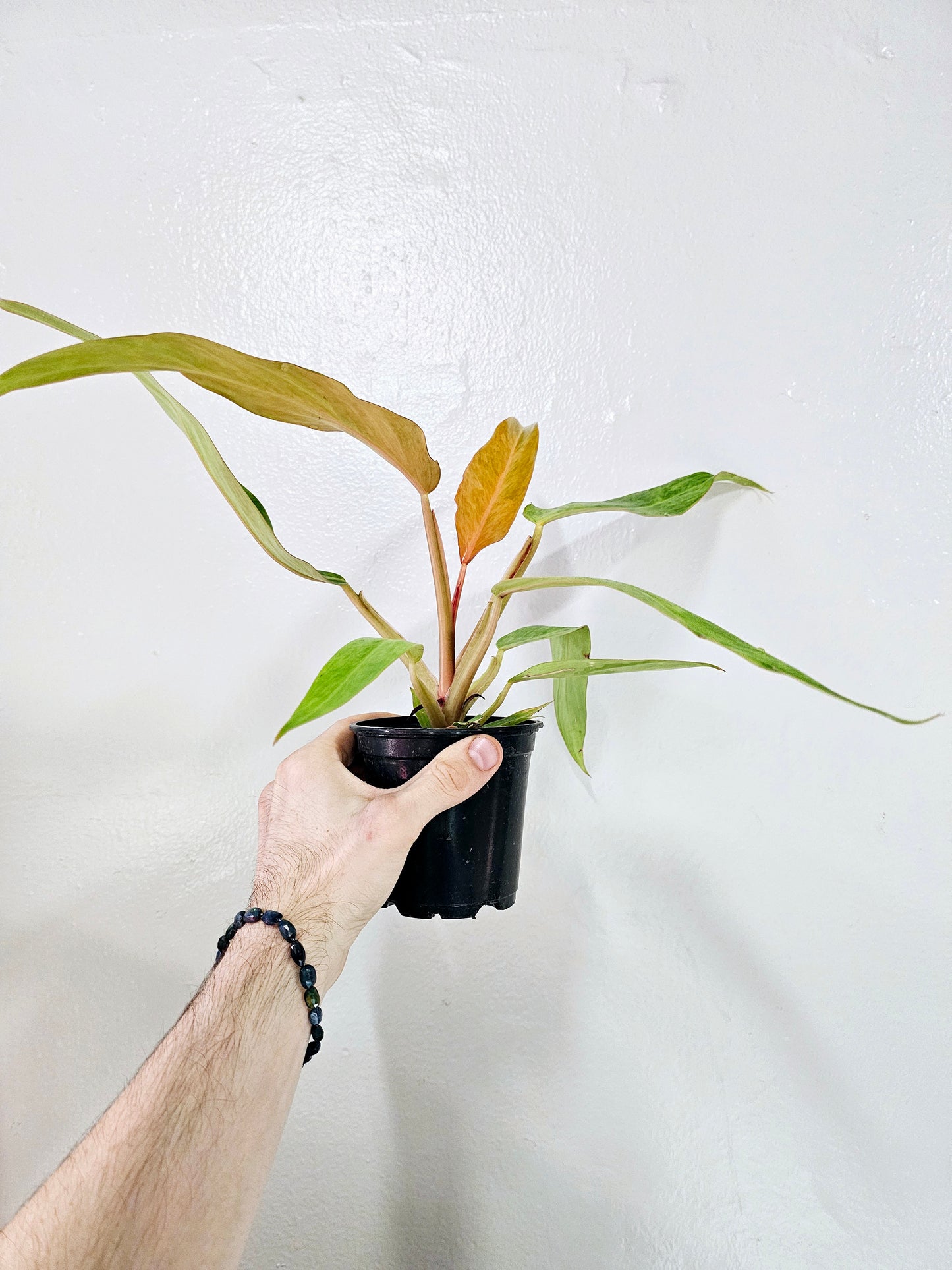 Philodendron Orange Marmalade 4"