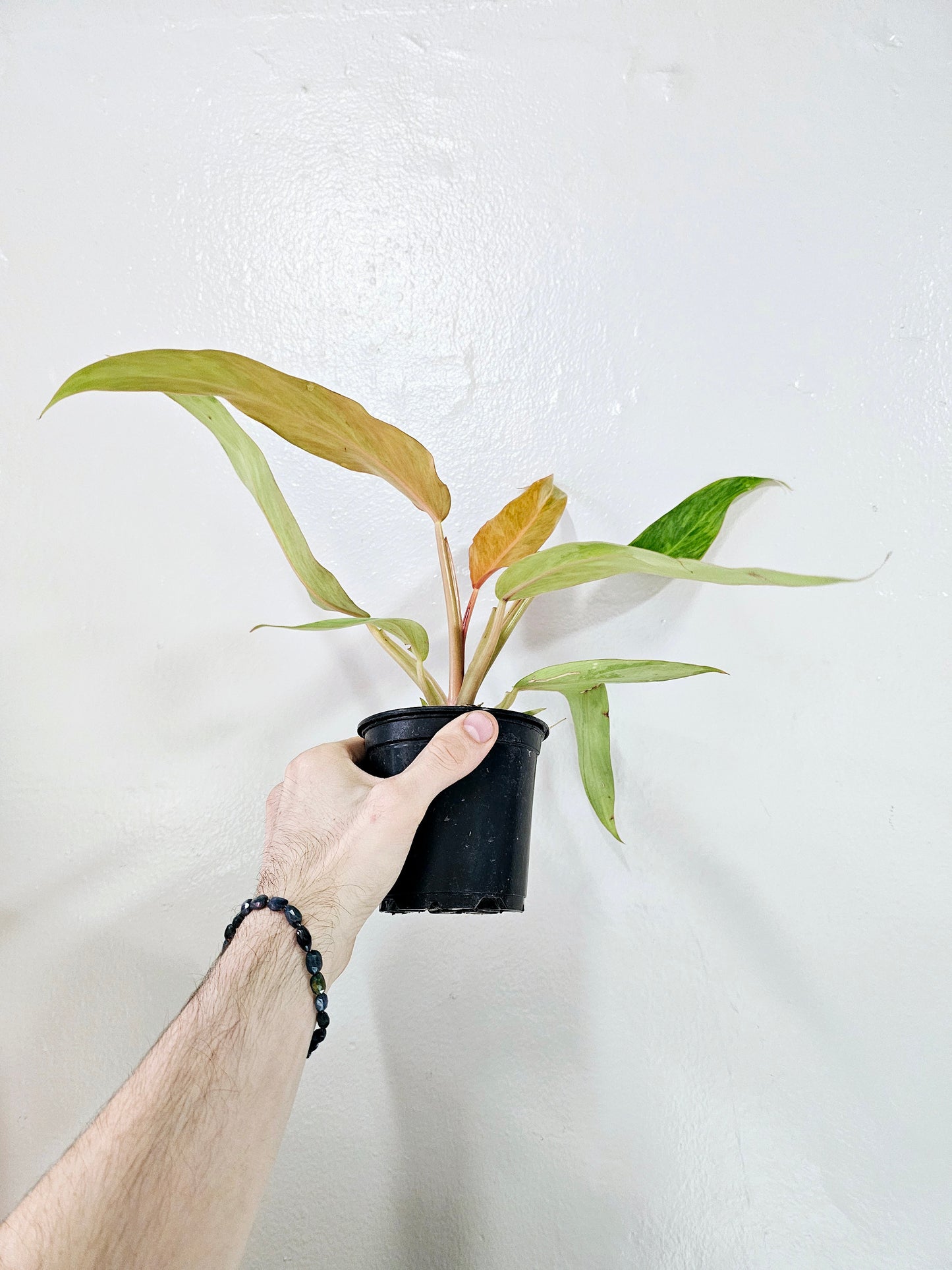 Philodendron Orange Marmalade 4"