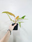 Philodendron 'Orange Marmalade' 4"