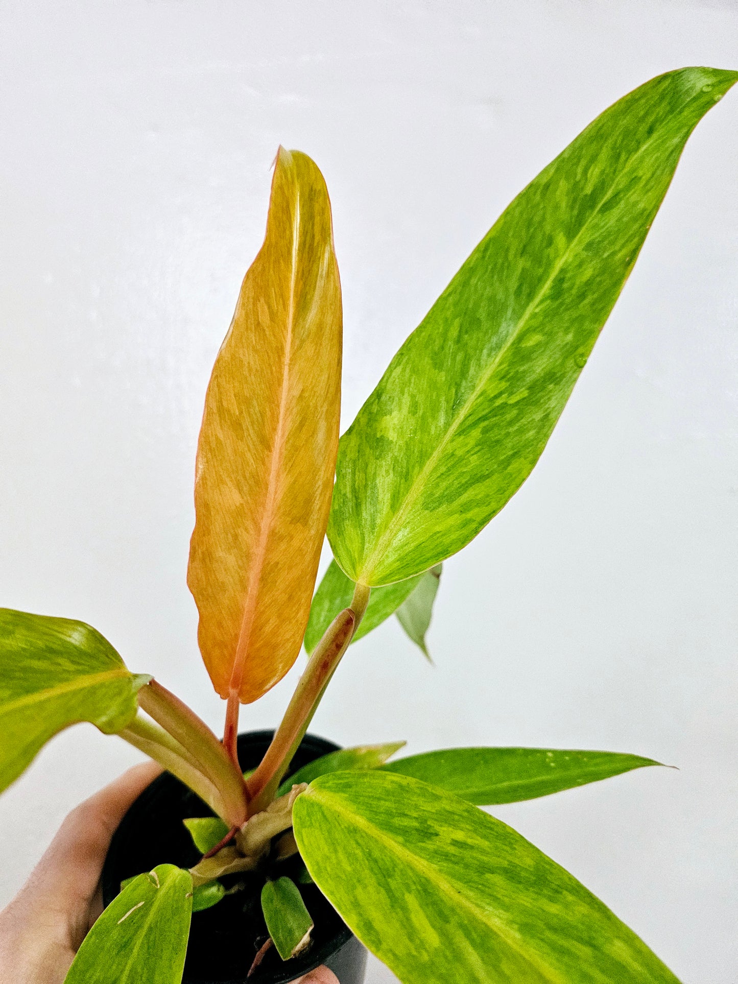 Philodendron Orange Marmalade 4"