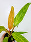 Philodendron 'Orange Marmalade' 4"