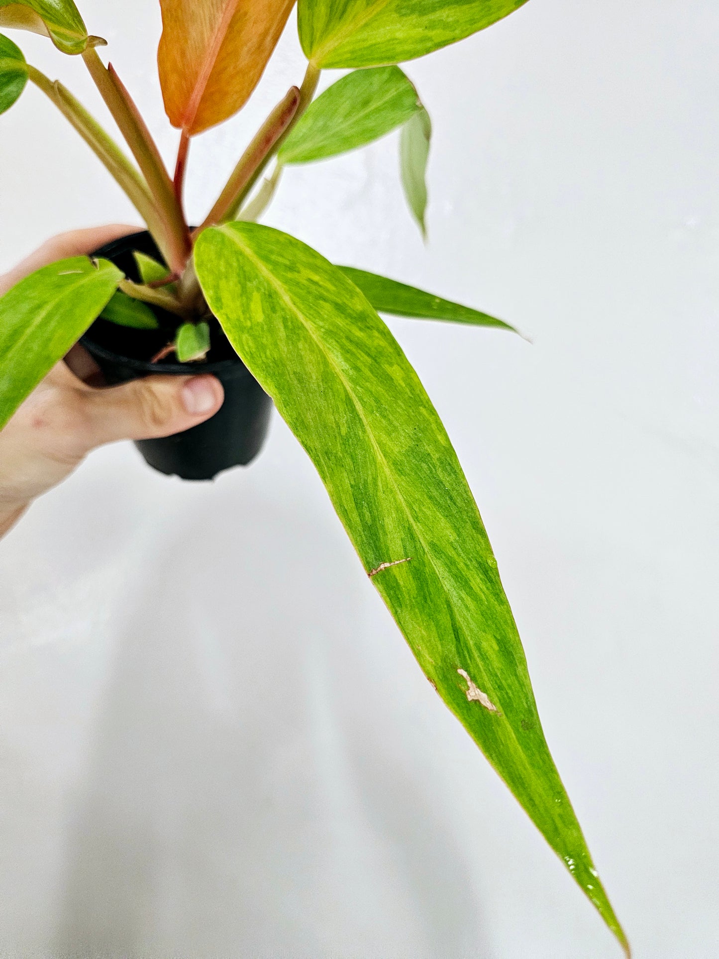 Philodendron Orange Marmalade 4"