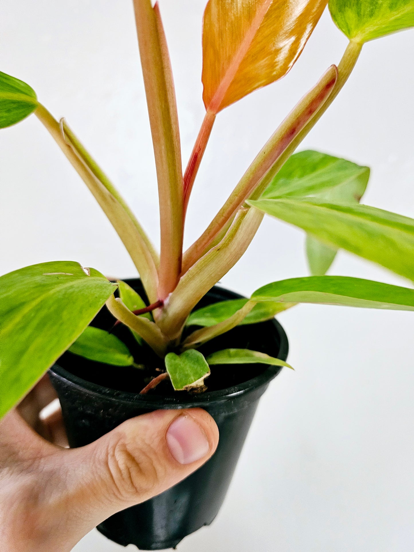 Philodendron Orange Marmalade 4"