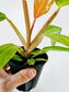 Philodendron 'Orange Marmalade' 4"