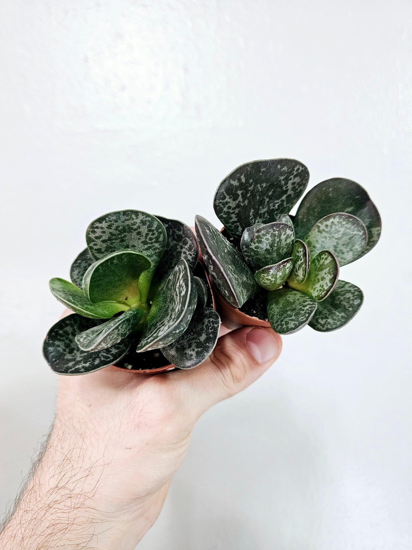 Adromischus Maculatus Calico Hearts 2"