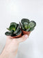Adromischus maculatus "Calico Hearts" 4"