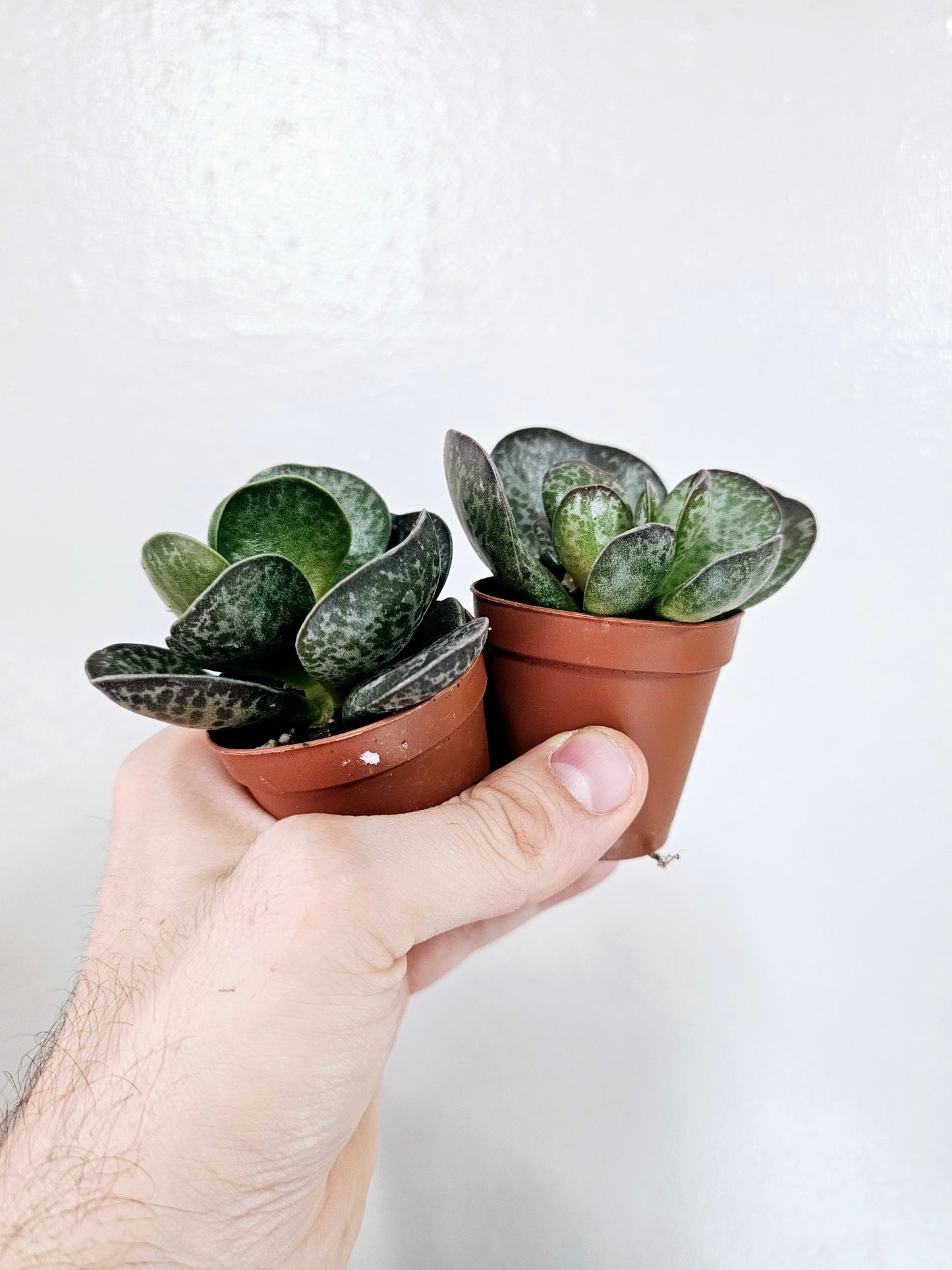 Adromischus Maculatus Calico Hearts 2"