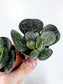 Adromischus maculatus "Calico Hearts" 4"