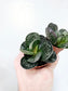 Adromischus maculatus "Calico Hearts" 4"
