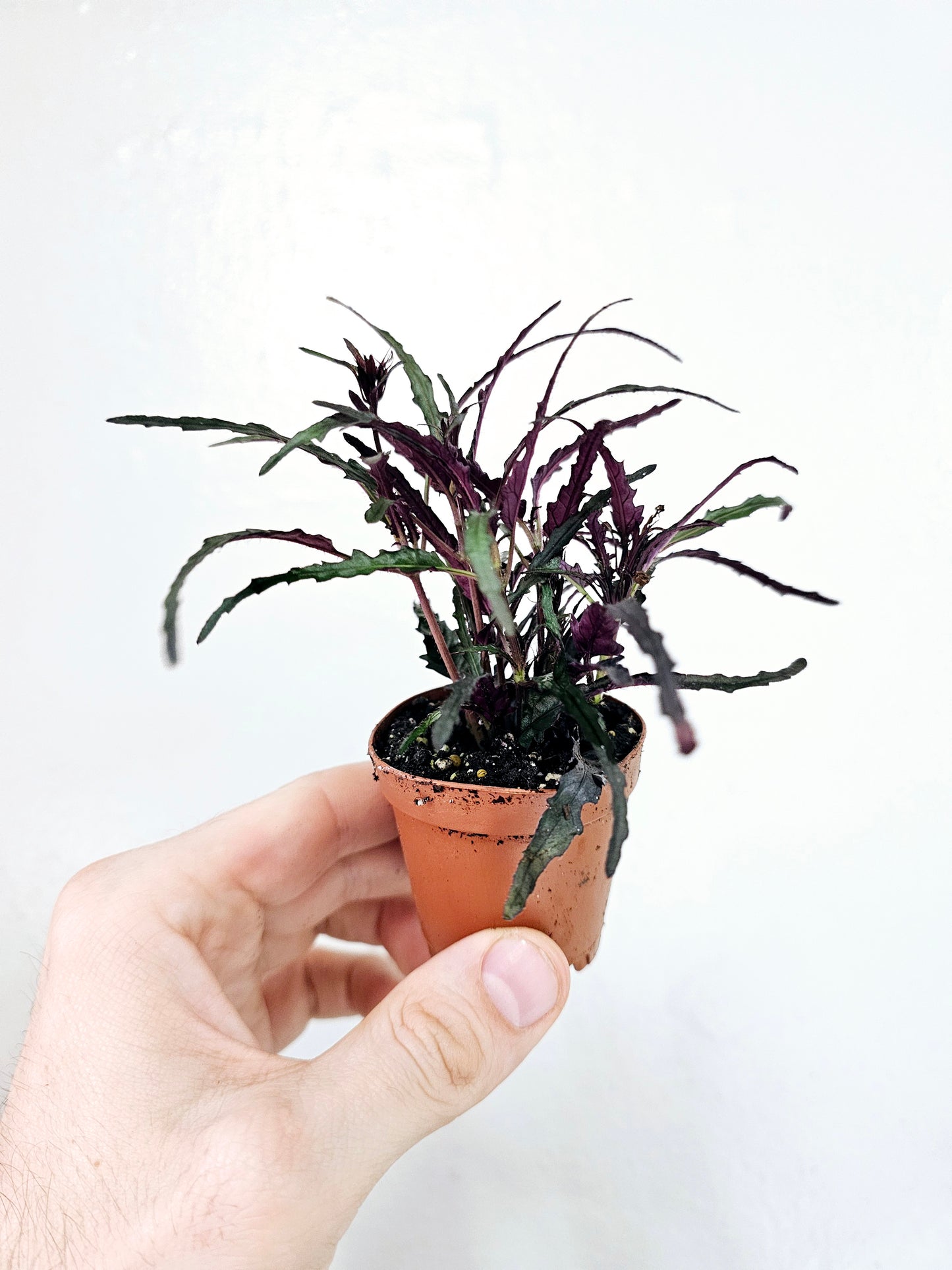 Hemigraphis Repanda Dragon's Breath 2"