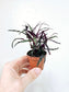 Hemigraphis repanda 'Dragon's Breath' 2"