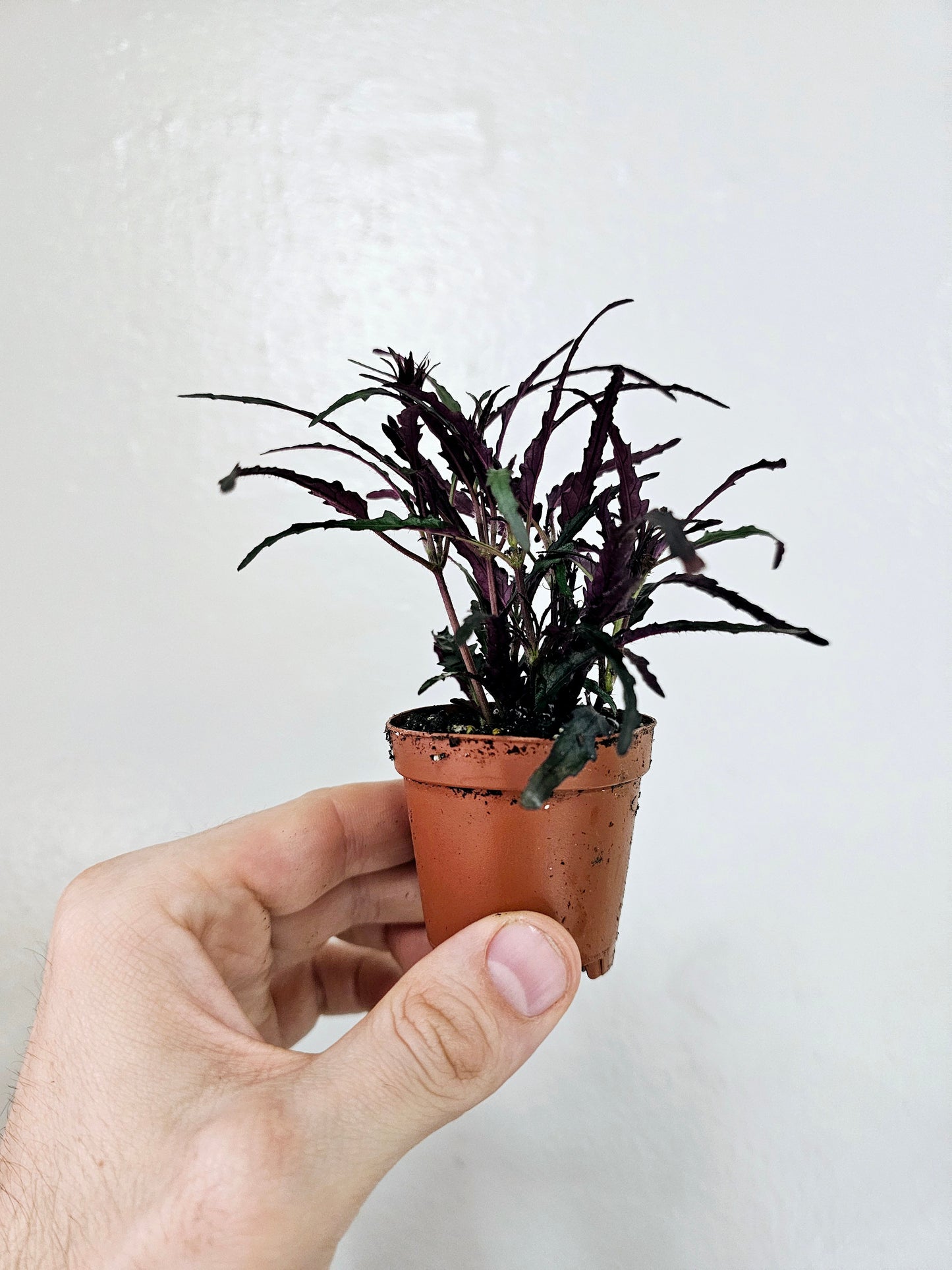 Hemigraphis Repanda Dragon's Breath 2"