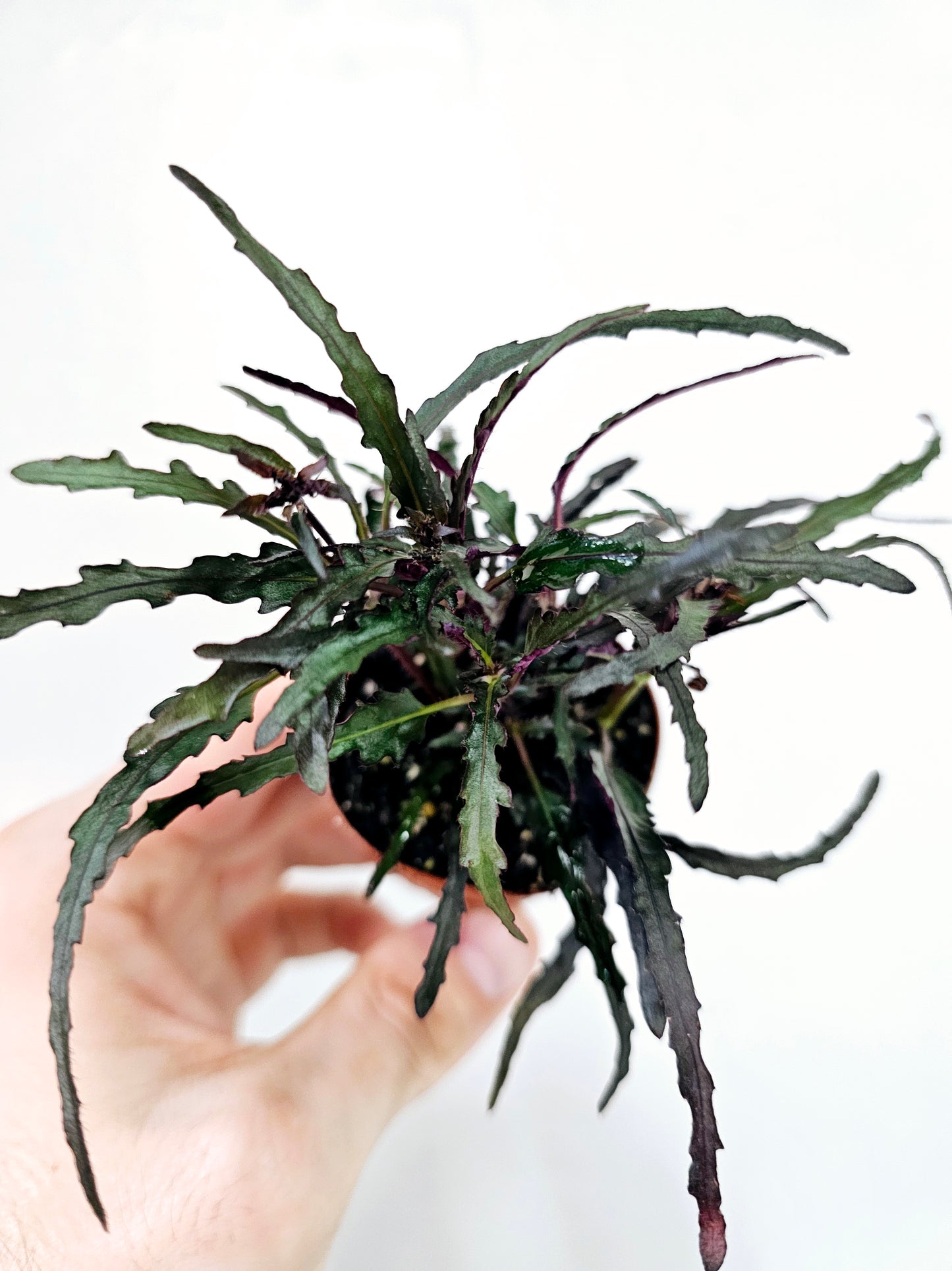 Hemigraphis Repanda Dragon's Breath 2"