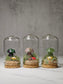 Crystal Mushroom Terrarium