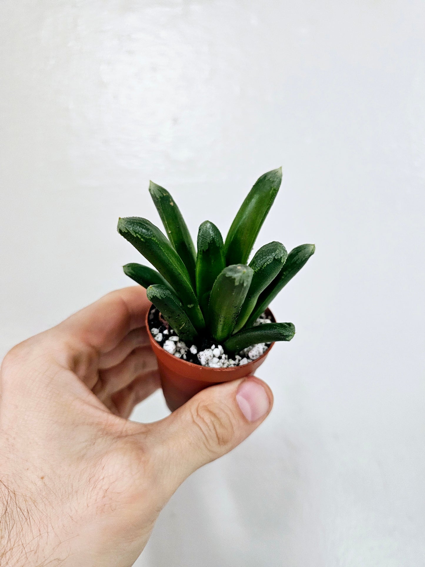 Haworthia retusa x truncata 2"