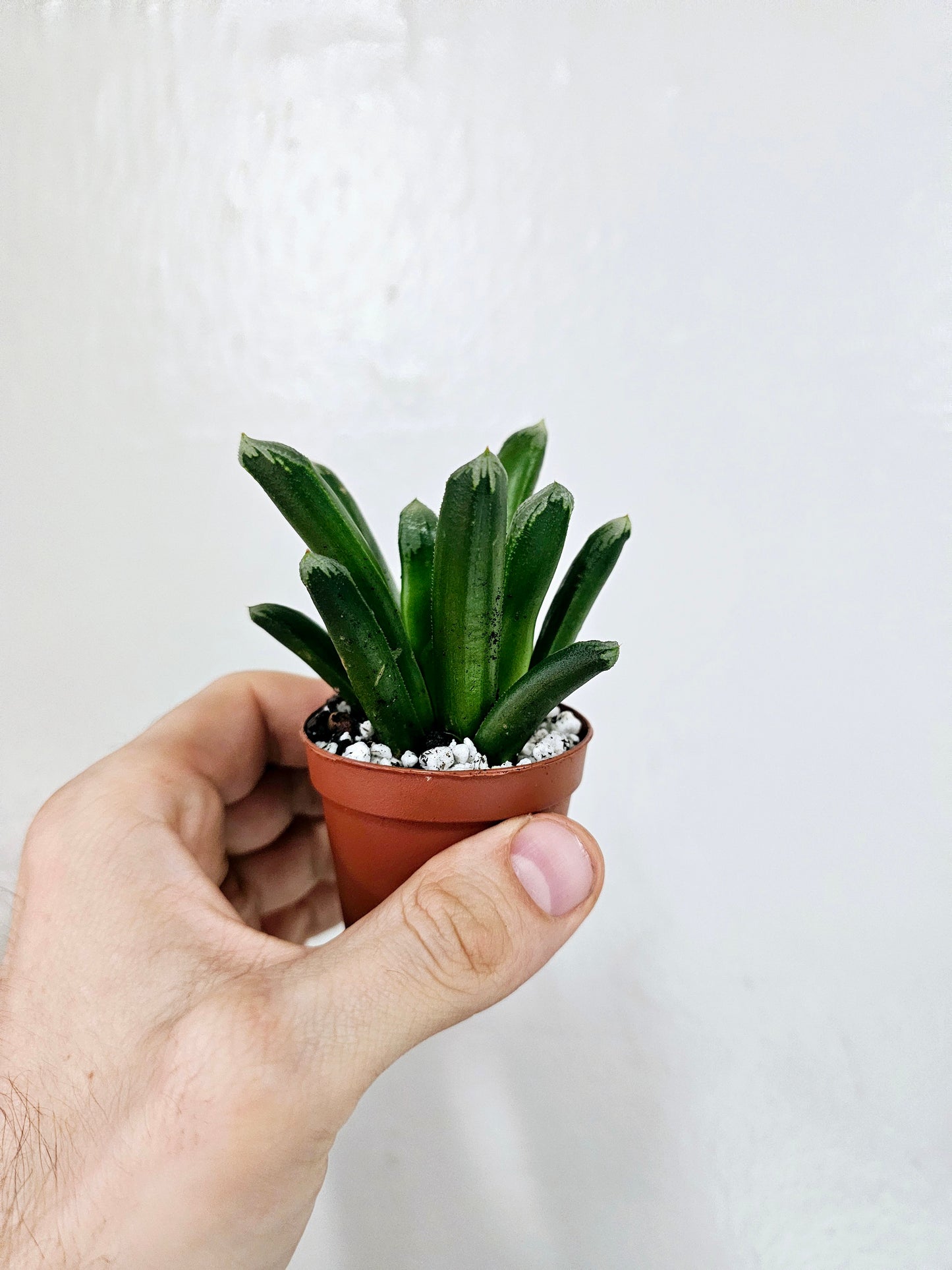 Haworthia retusa x truncata 2"