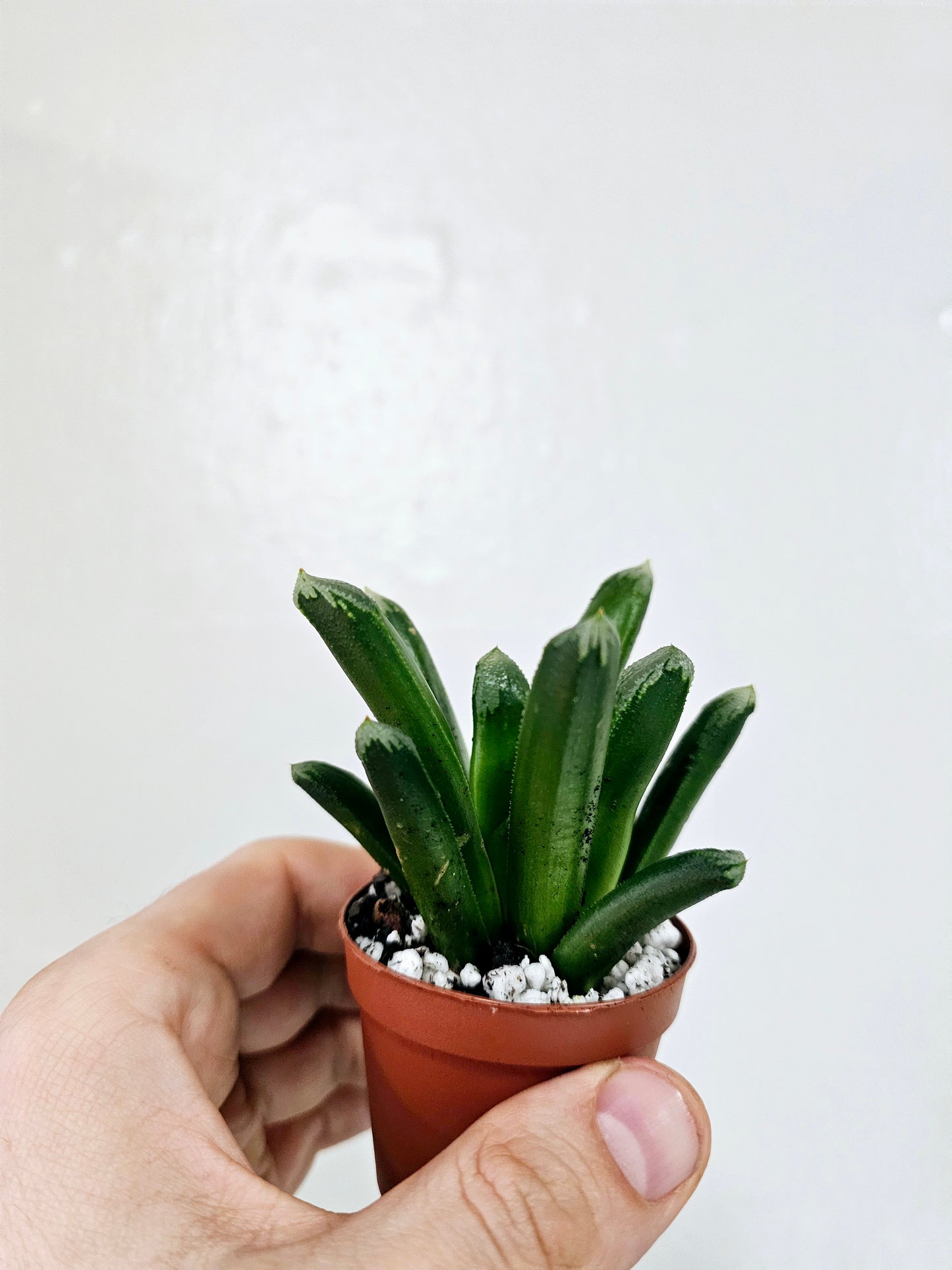 Haworthia retusa x truncata 2"