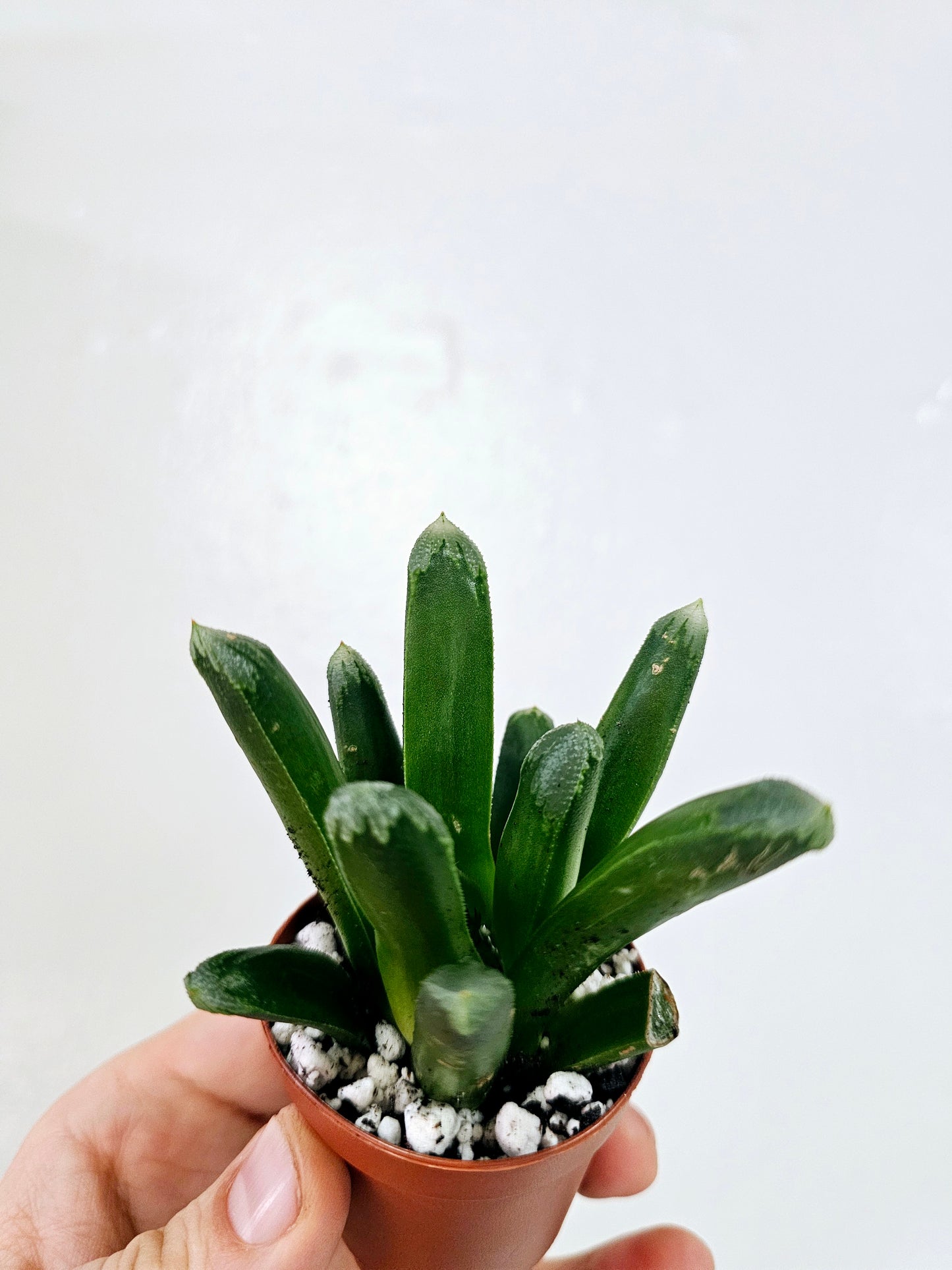 Haworthia retusa x truncata 2"