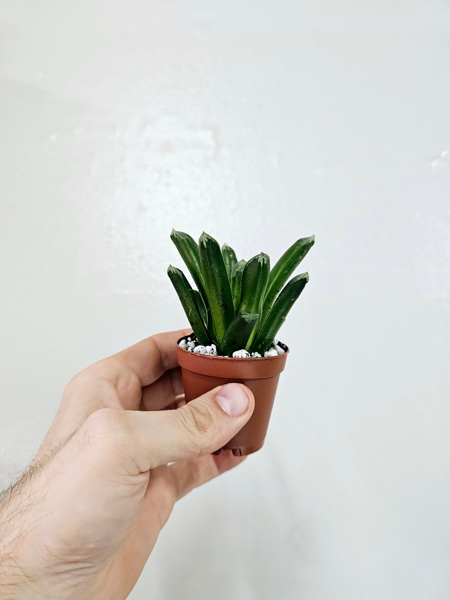 Haworthia retusa x truncata 2"