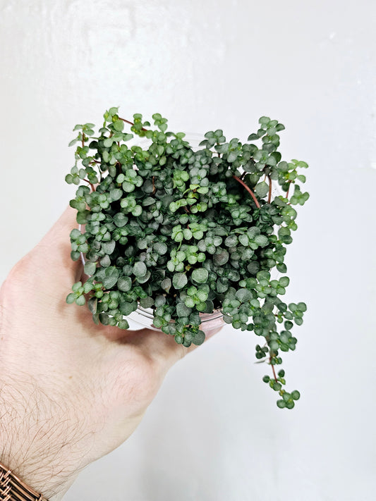 Pilea Glauca Aquamarine 4"