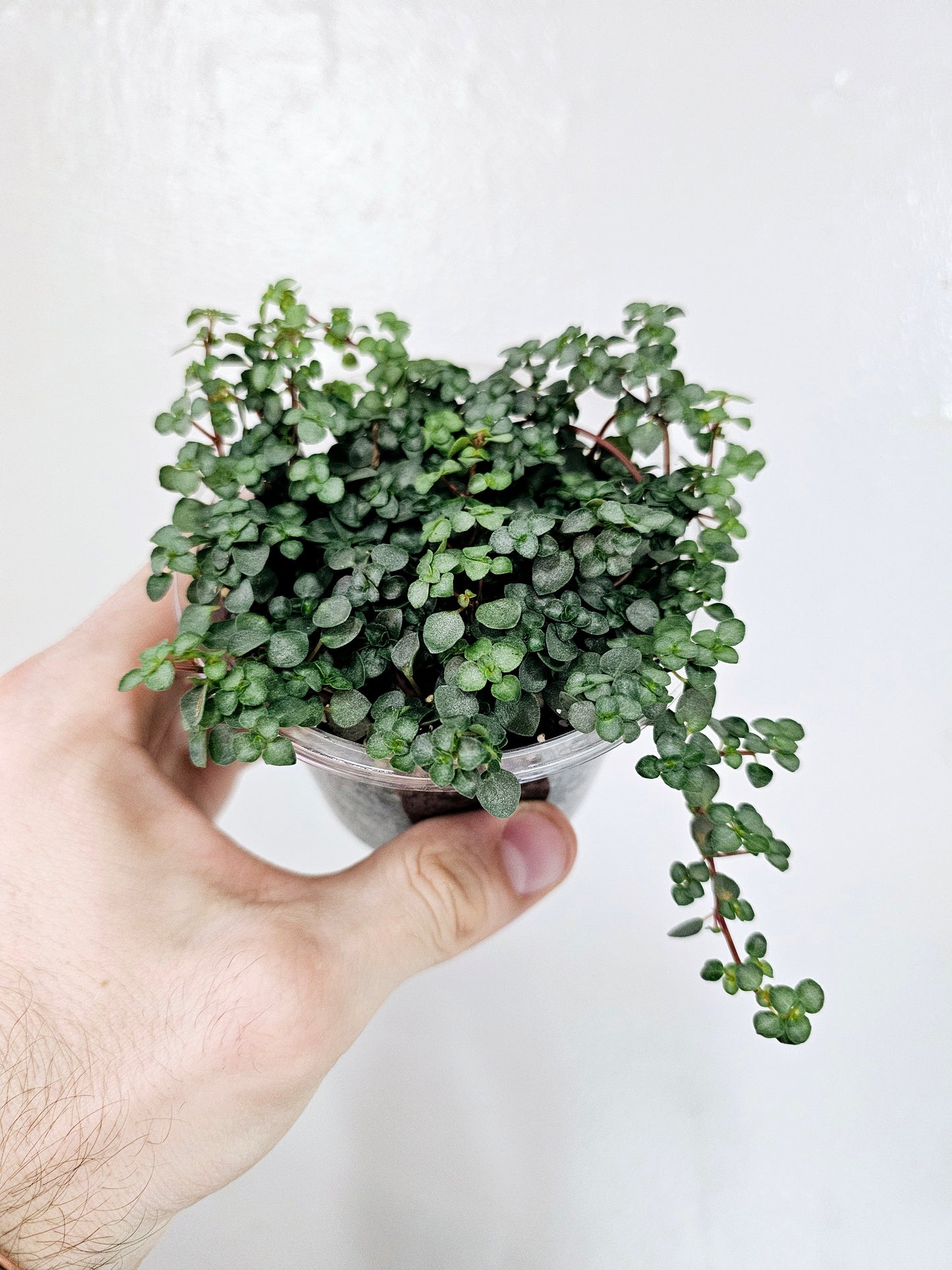 Pilea Glauca Aquamarine 4"