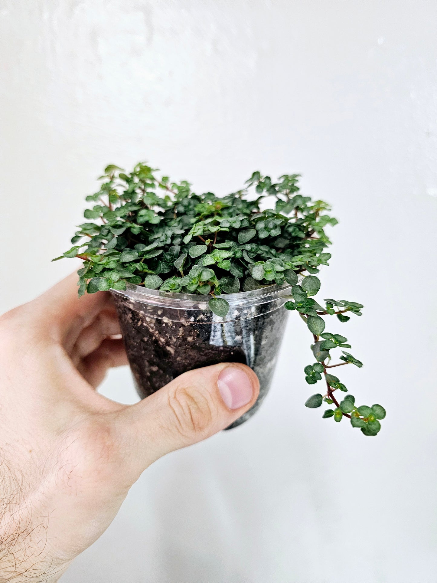 Pilea Glauca Aquamarine 4"