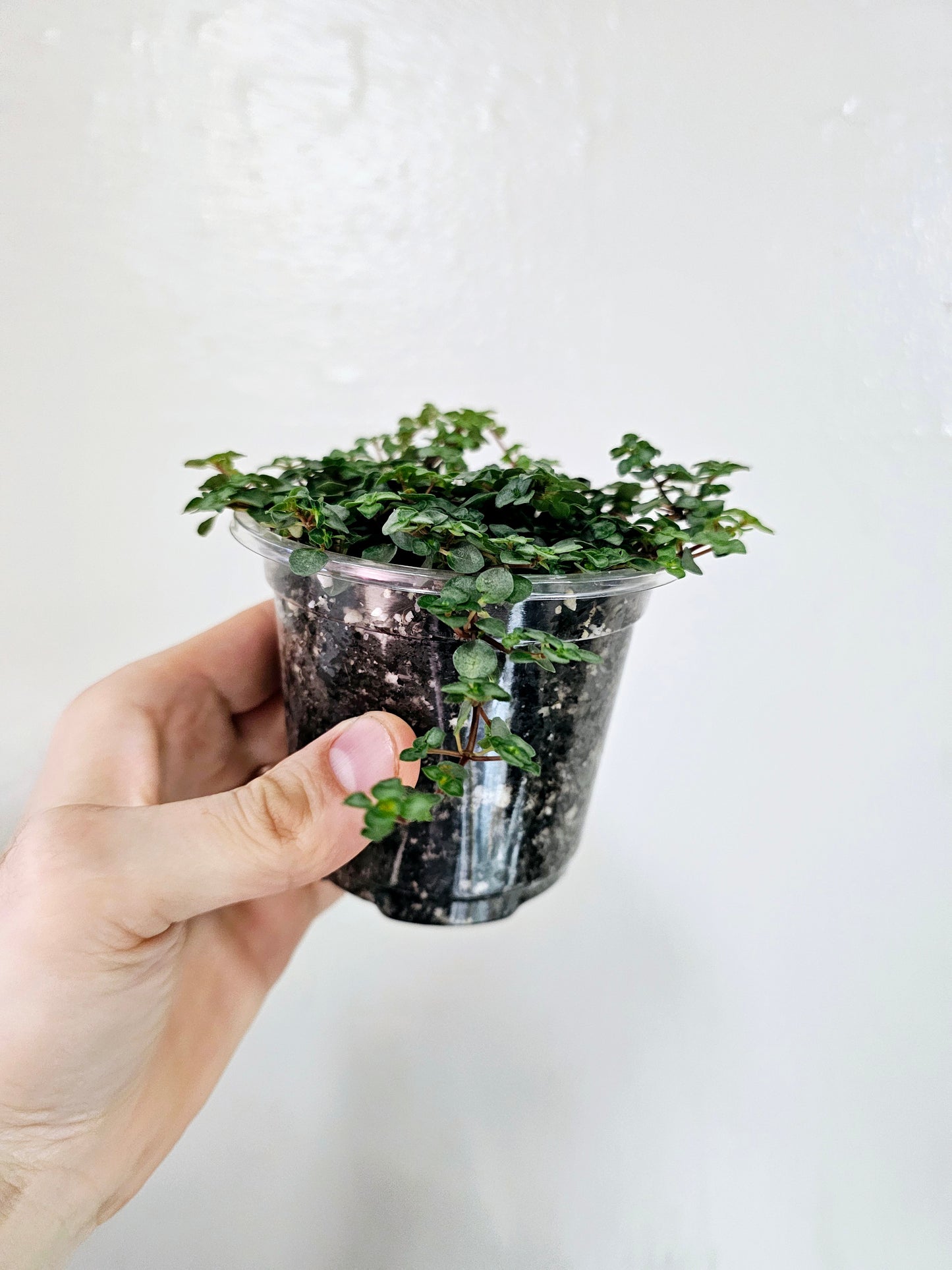 Pilea Glauca Aquamarine 4"