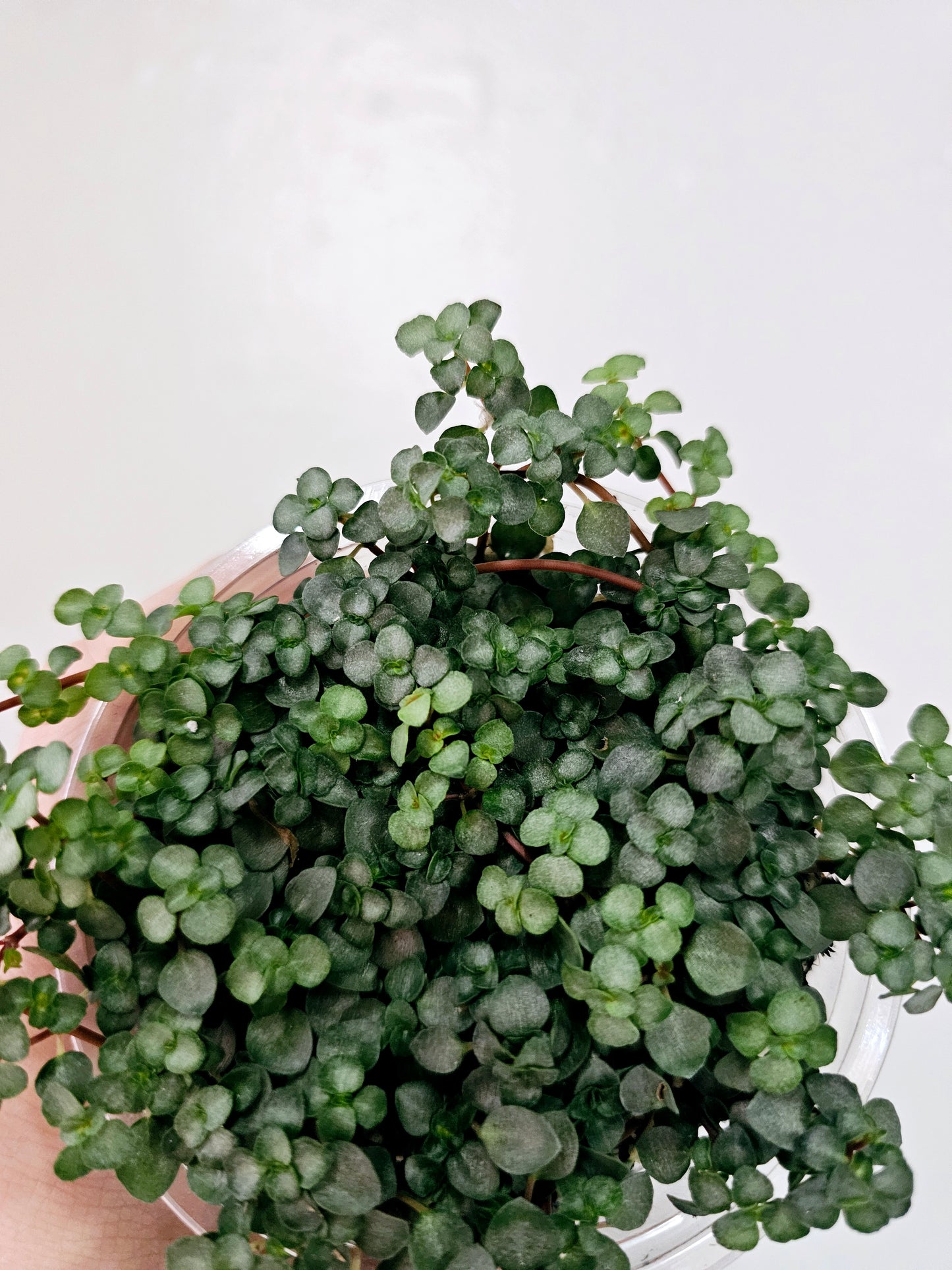 Pilea Glauca Aquamarine 4"