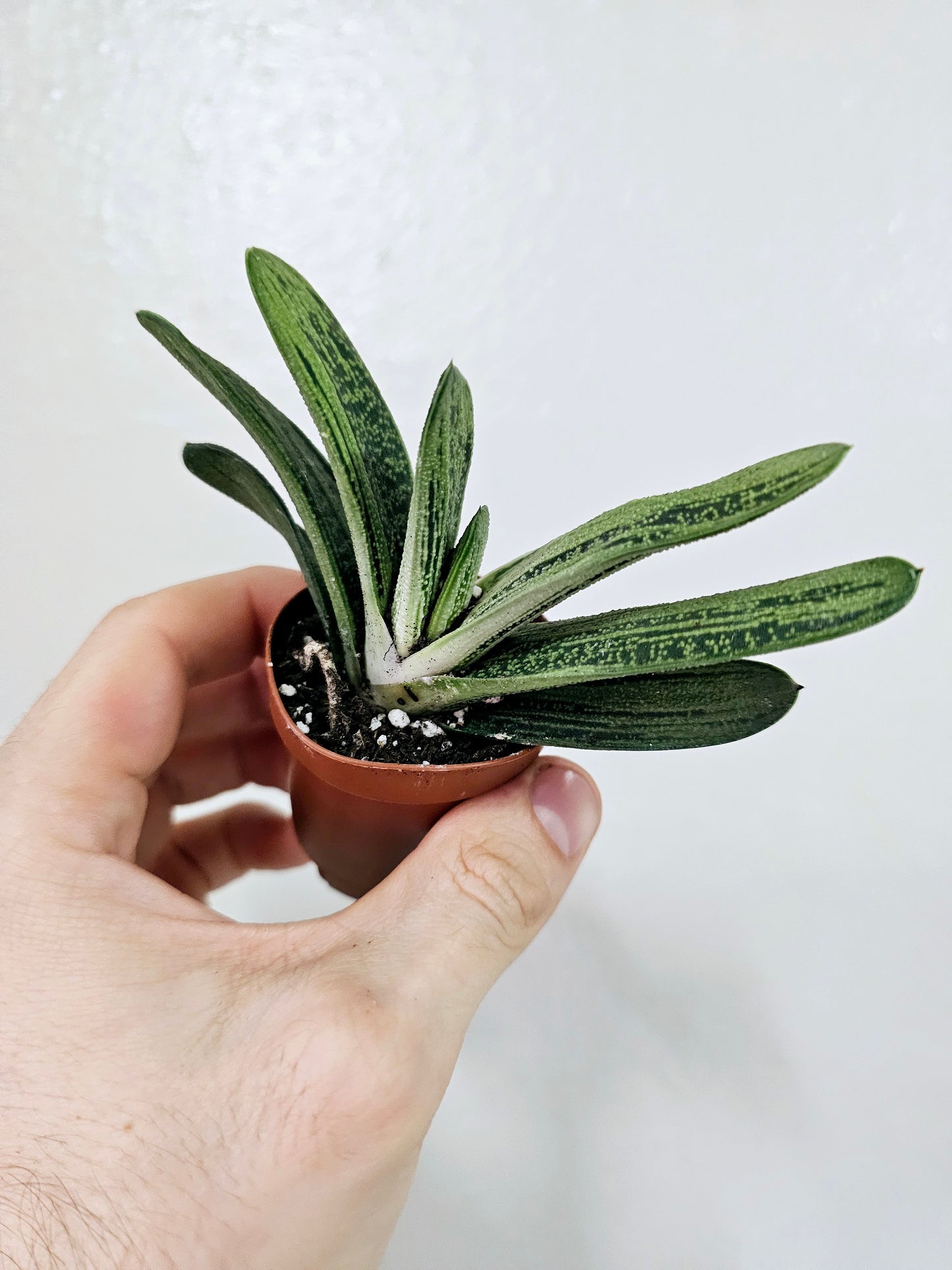 Gasteria Little Warty 2"