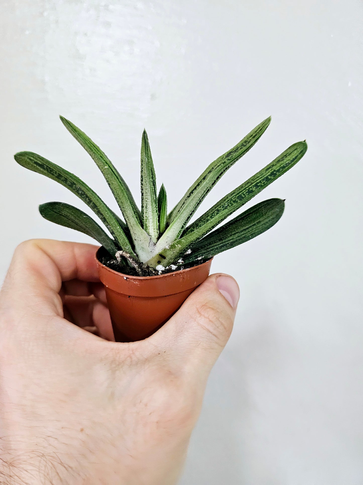 Gasteria Little Warty 2"