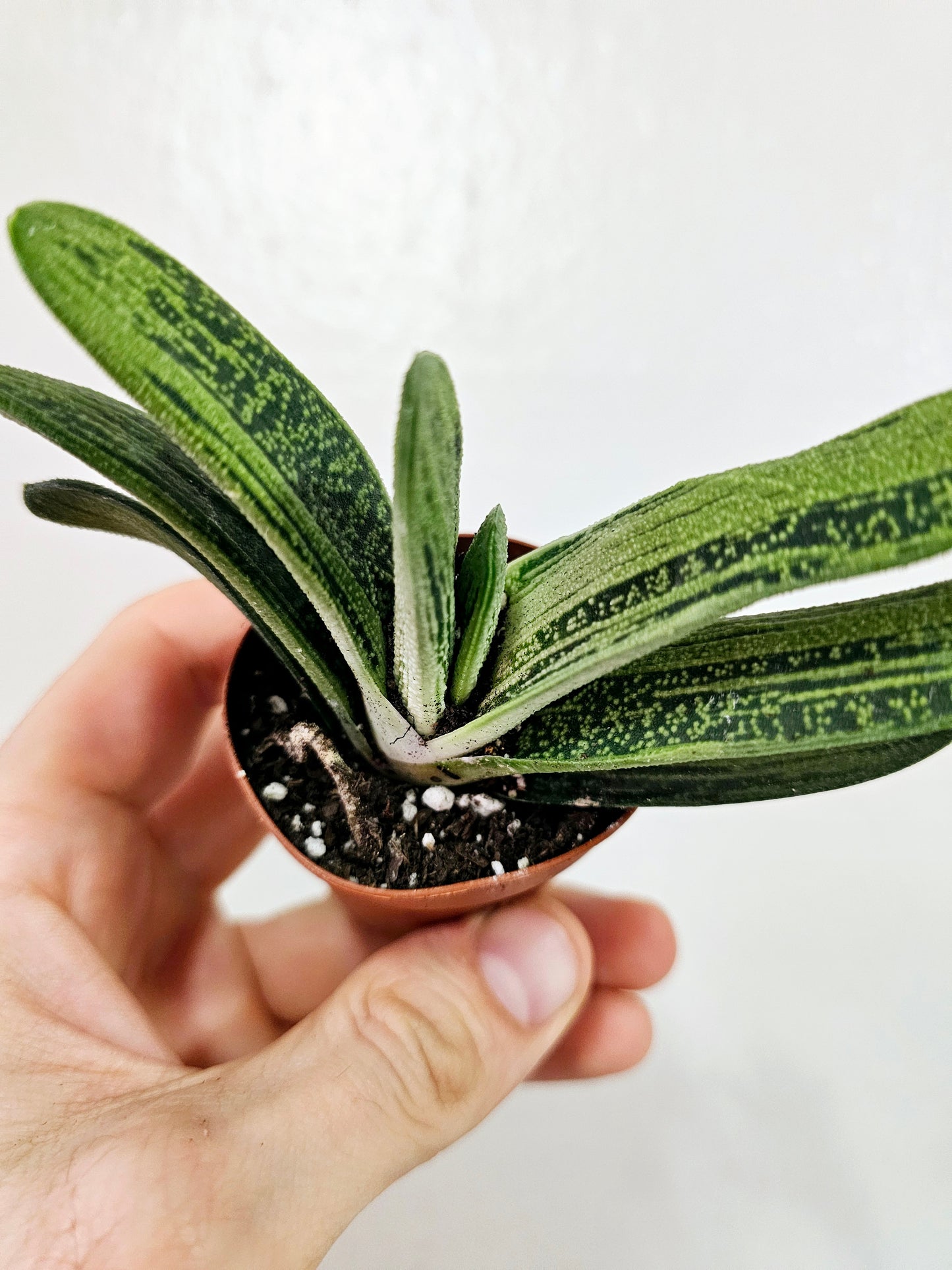 Gasteria Little Warty 2"