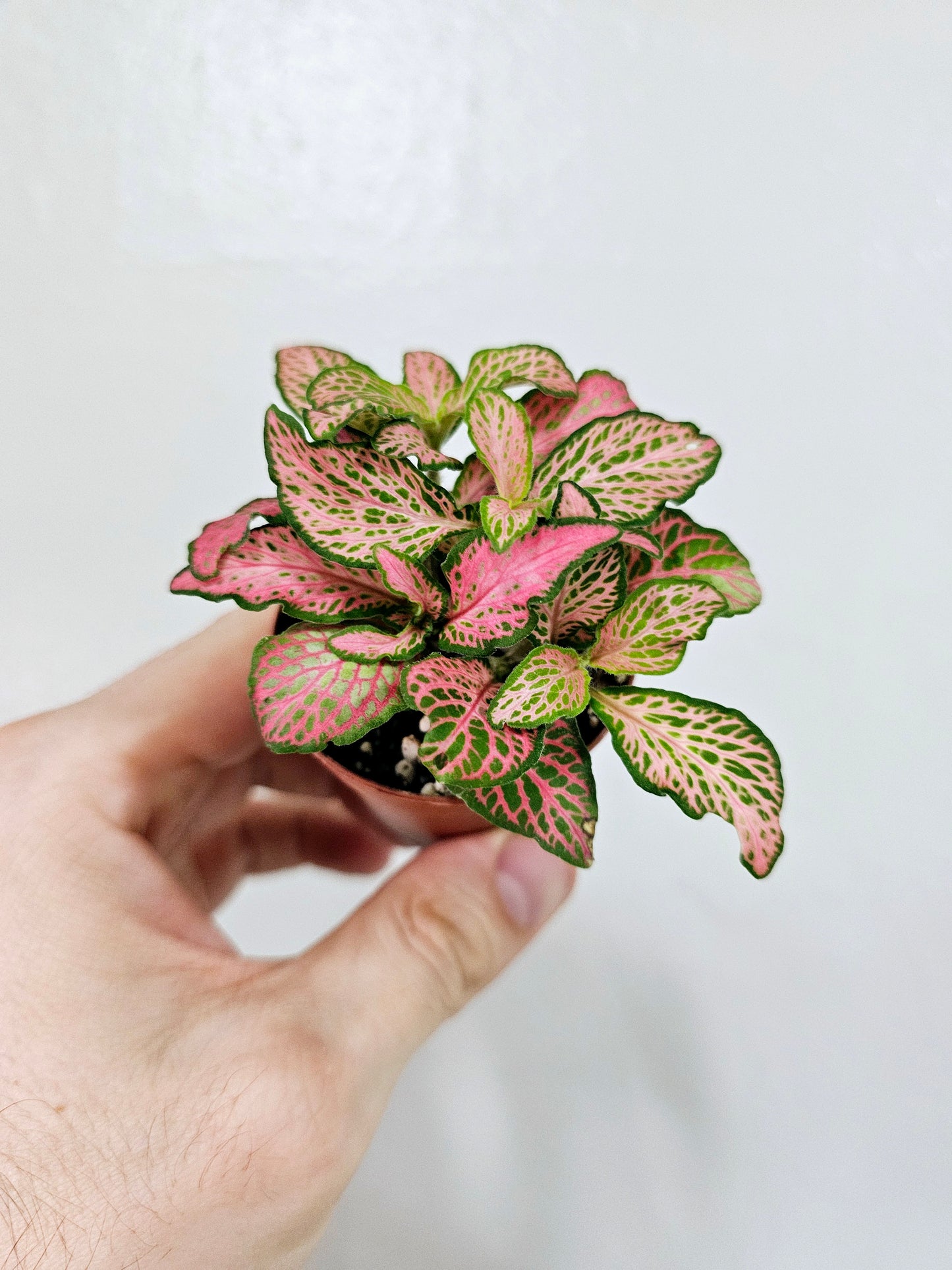 Fittonia Zalm Ruby Lime Nerve Plant 2"