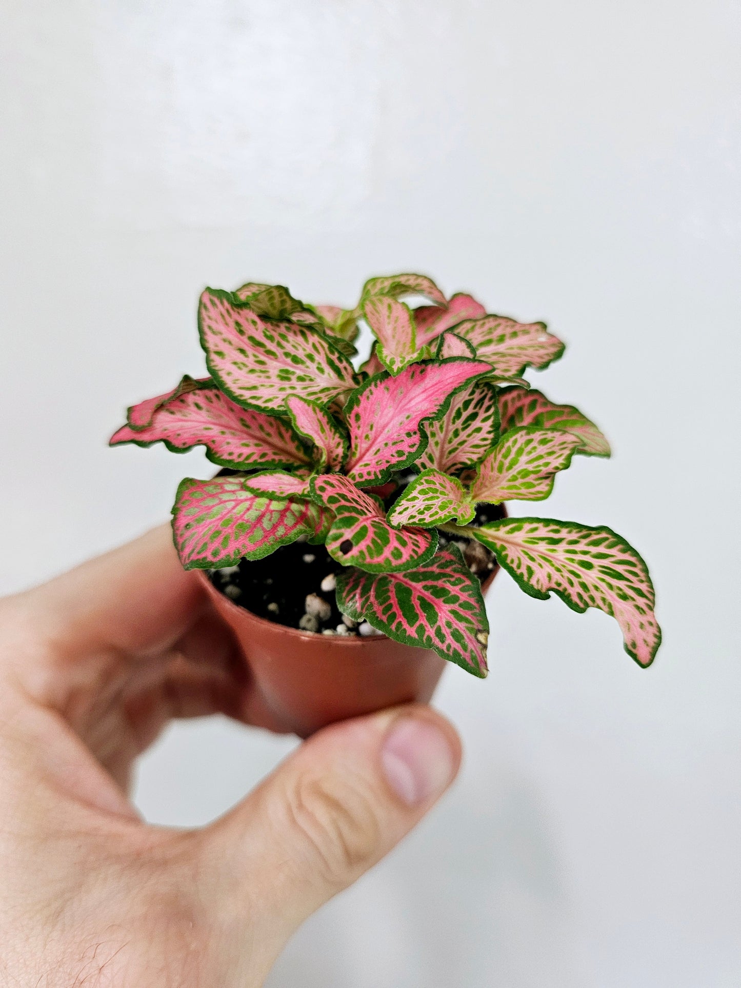 Fittonia Zalm Ruby Lime Nerve Plant 2"