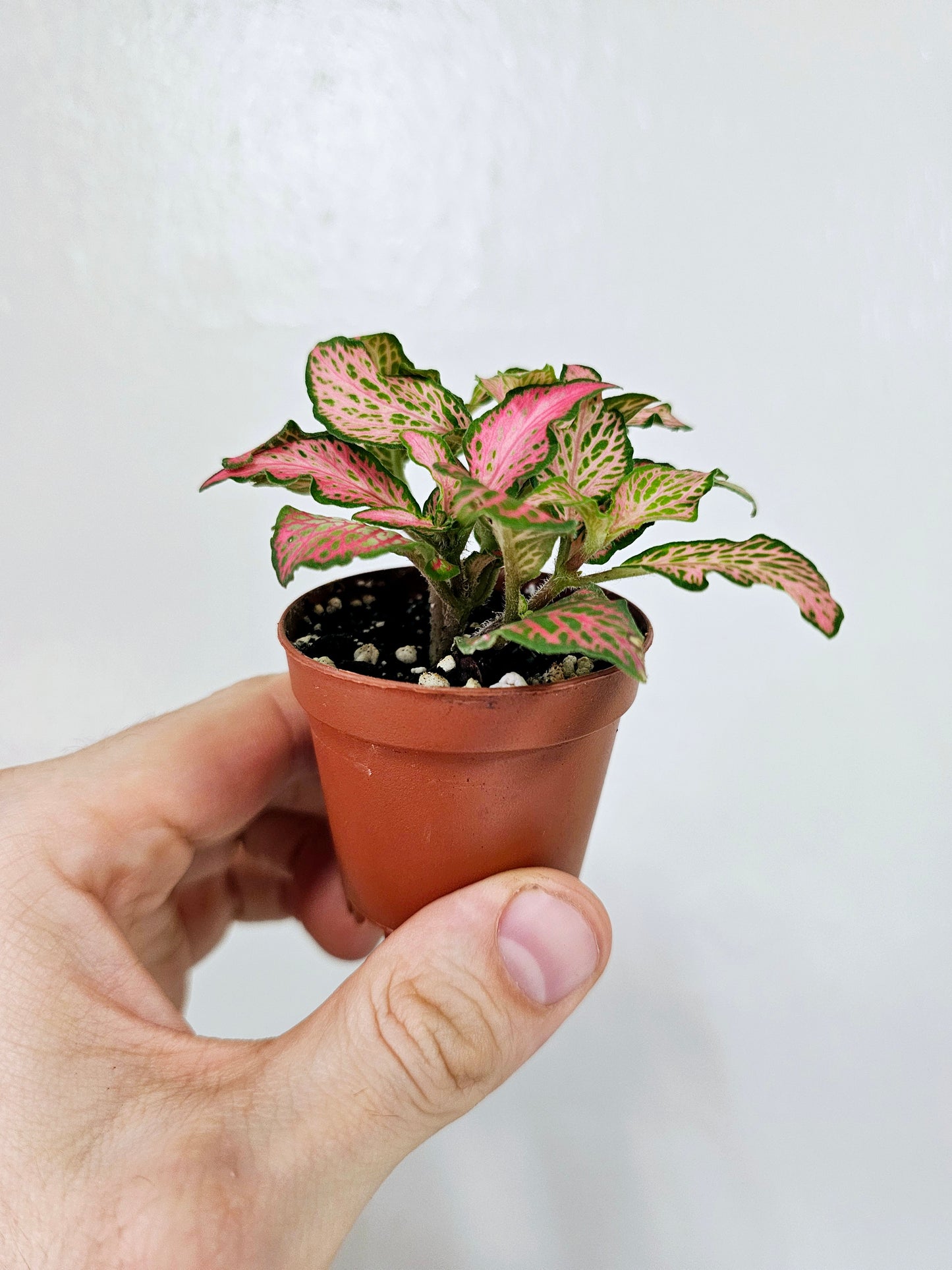 Fittonia Zalm Ruby Lime Nerve Plant 2"