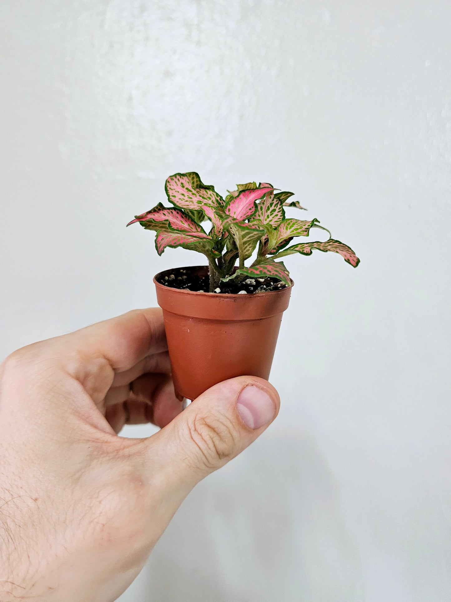 Fittonia Zalm Ruby Lime Nerve Plant 2"