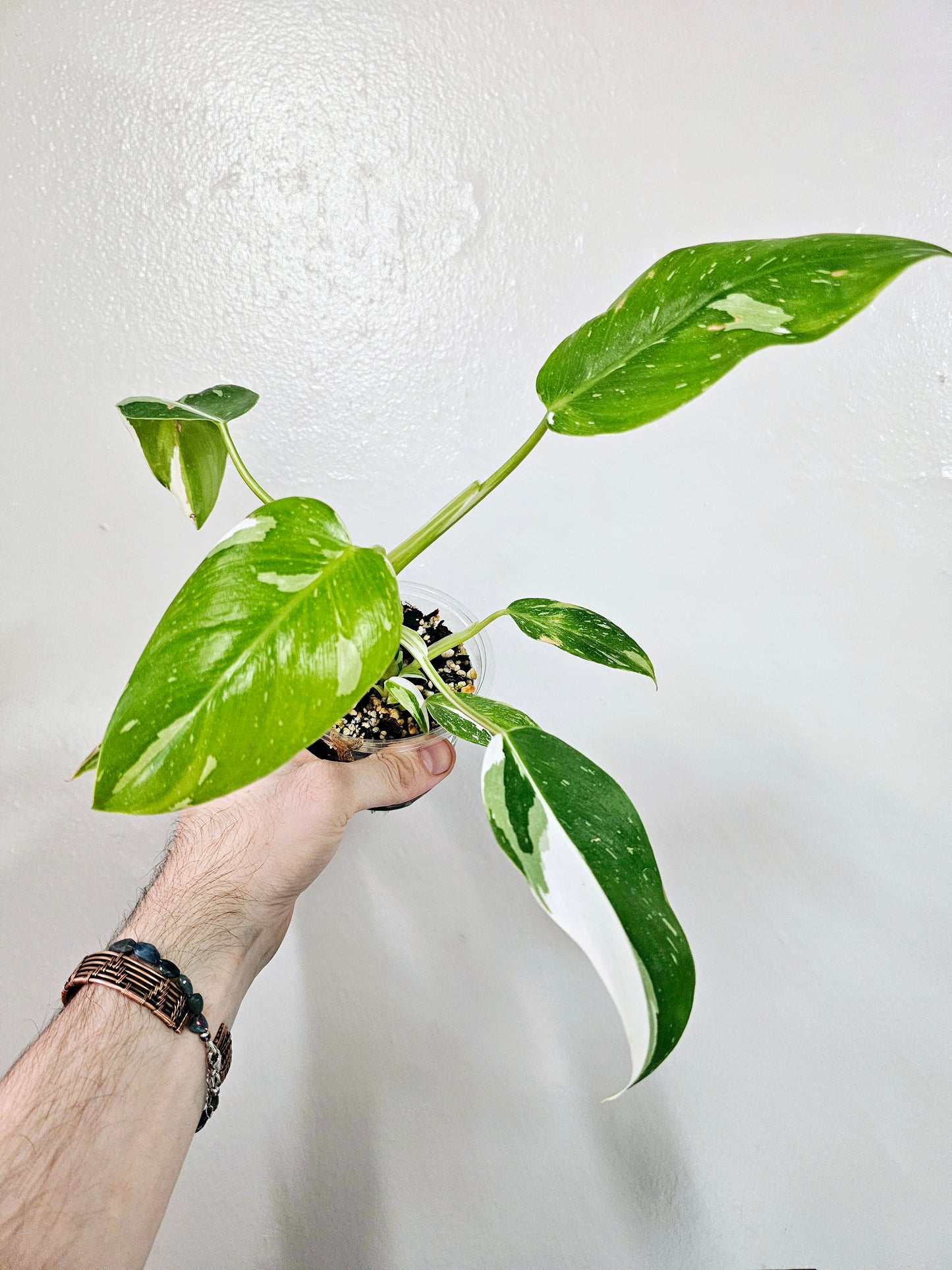 Philodendron White Wizard 4"