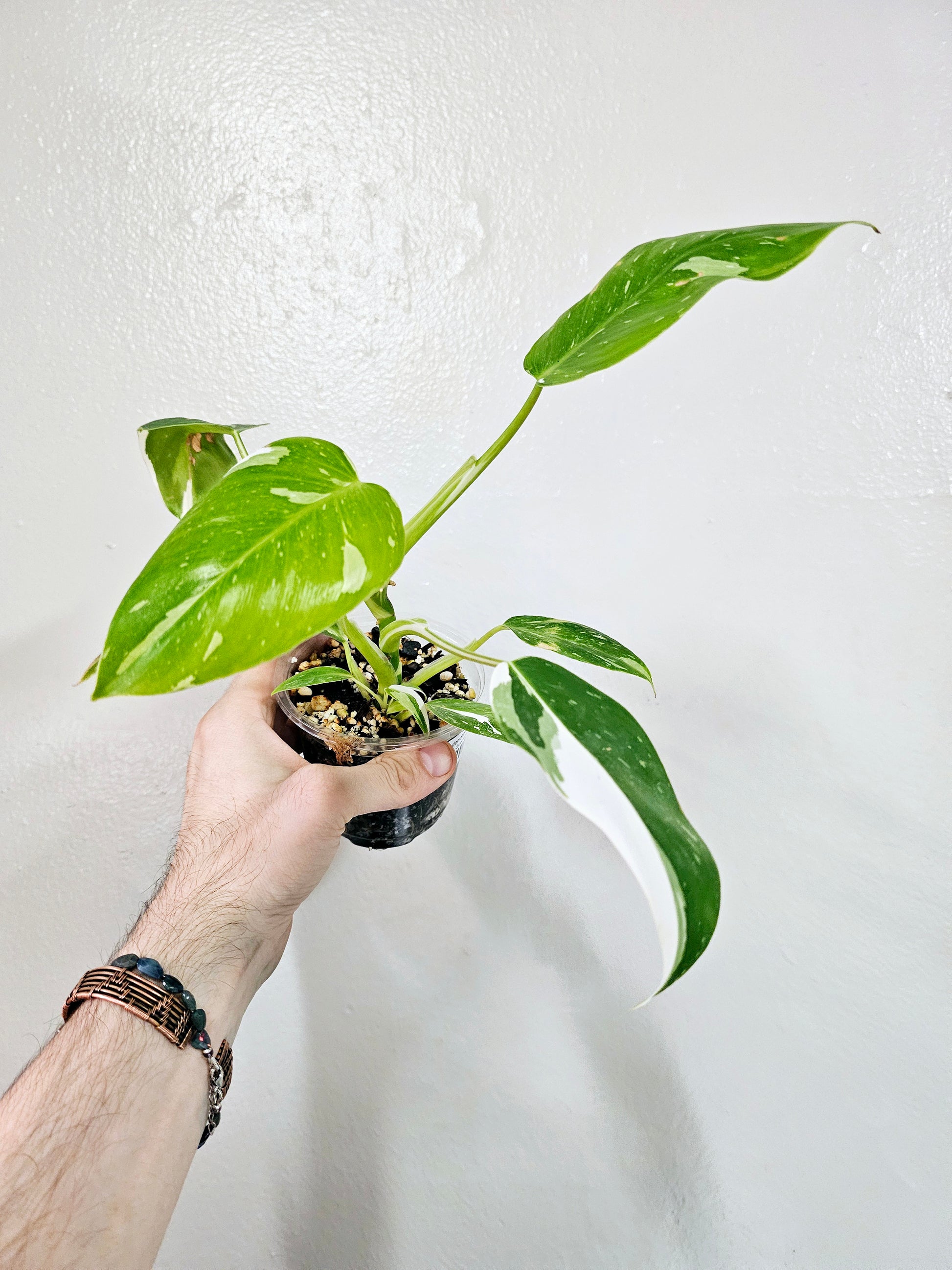 white wizard pothos Philodendron White Wizard 4" – Quartz Botanicals