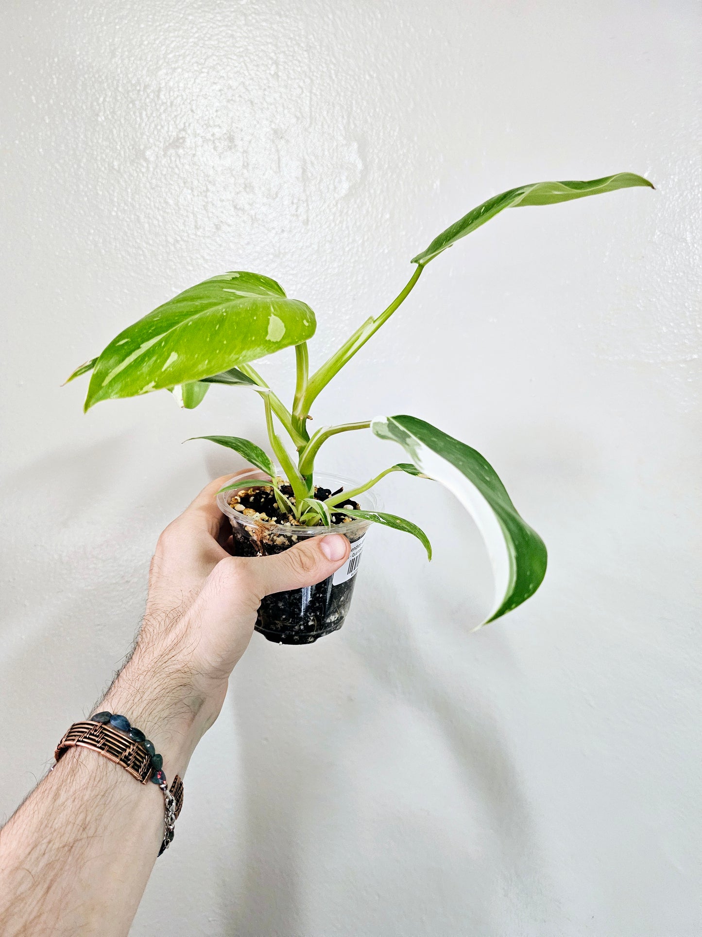 Philodendron White Wizard 4"