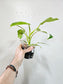 Philodendron White Wizard 4"