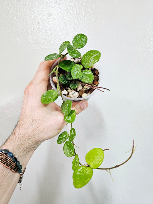 Hoya 'Mathilde' 3.5"