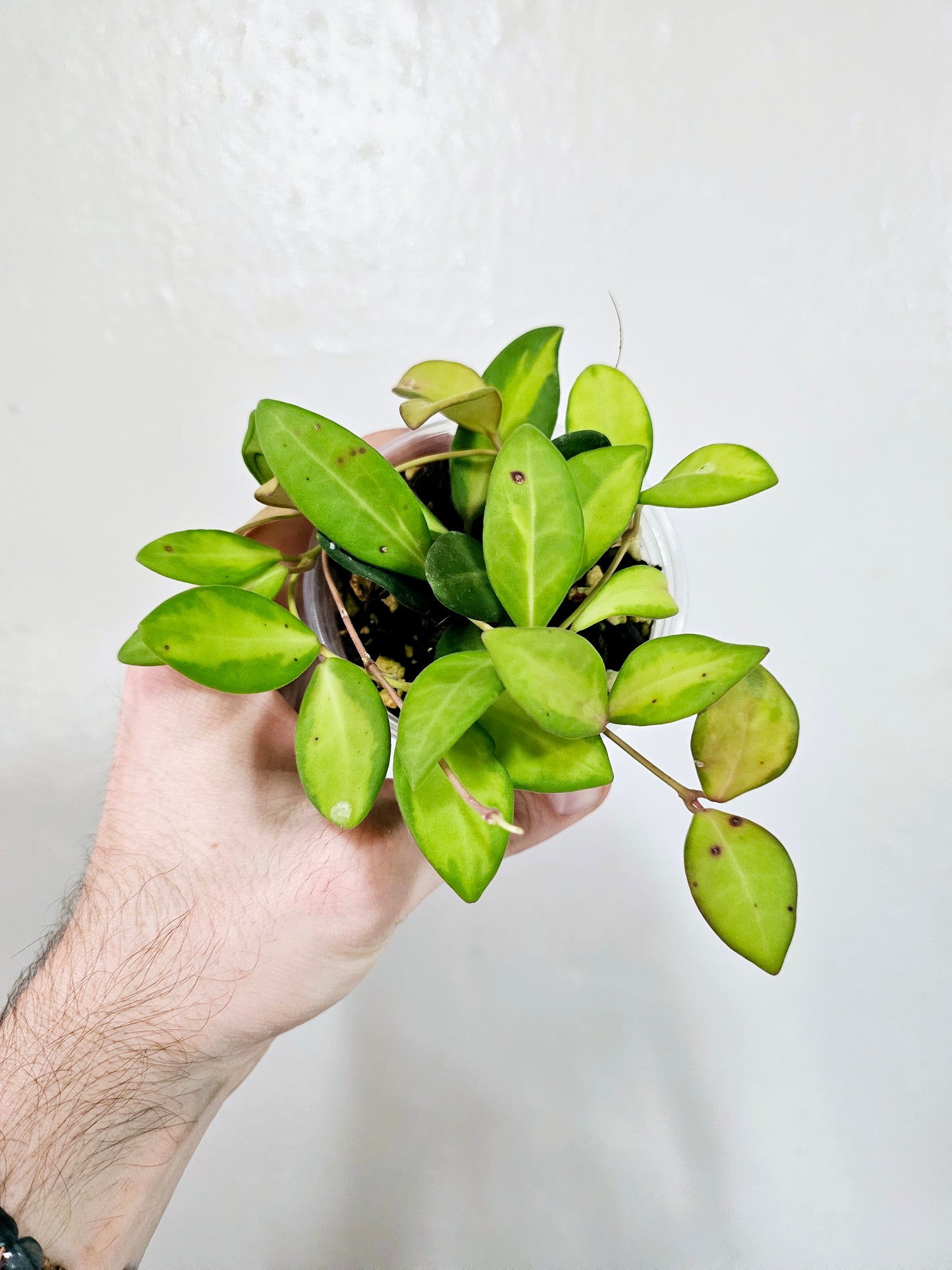 Hoya sp. aff. Burtoniae Variegated 3.5"